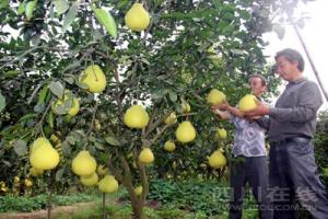 四川泸州：9000万斤护国柚即将陆续上市 产值可达3.6亿元