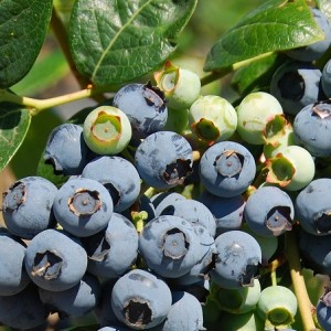 blueberries_56671291-sq