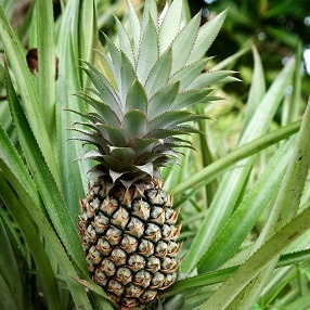 pinapple_23393101-small