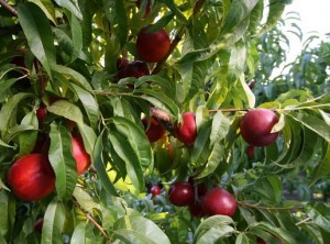 Stonefruit-panorama-Gerawan-Armando-Castrejon