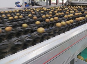 kiwifruit-packing-line