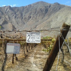 Heritage-rootstock-Thompson-Seedless-in-Atacama