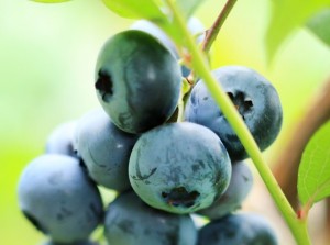 shutterstock_113558638-blueberries