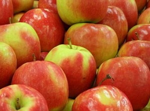 Toby-Hudson-Pink-Lady-apples-panorama