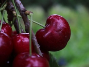 cherries-4x3-940x705