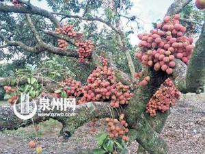 福建漳州诏安3万吨荔枝滞销 一斤仅卖五毛钱 