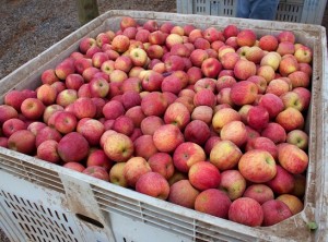 Chilean-apples-Fedefruta