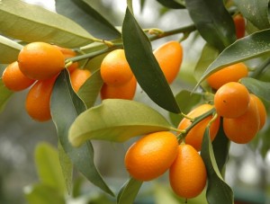 kumquat_1156438-panorama