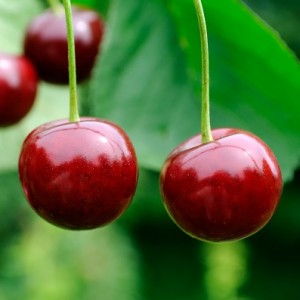 cherries-in-two-square