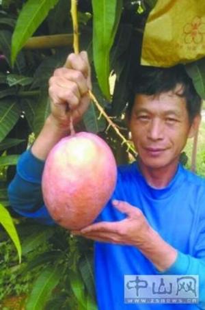 台湾果农在南朗种出巨型芒果
