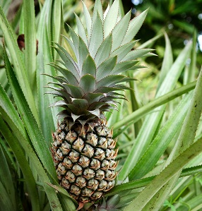 pinapple_23393101-small