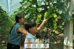 求助！安徽界首30万斤葡萄滞销　愁煞果农